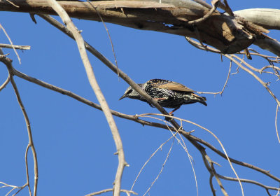 IMG_5155_European_Starling_1.jpg
