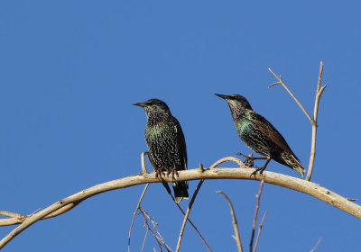 IMG_5165_European_Starling_1.jpg