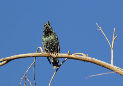IMG_5203_European_Starling_1.jpg