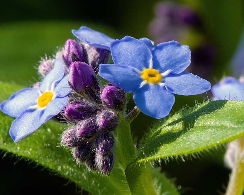 ForgetMeNot042419.jpg