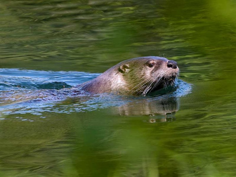 OtterBarnabySlough051519.jpg