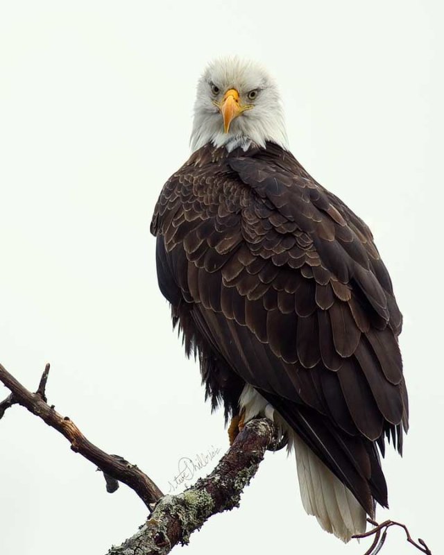 Eagle122912_3v.jpg