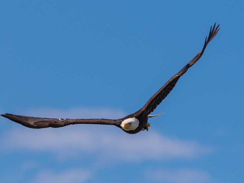 BaldEagle052619.jpg