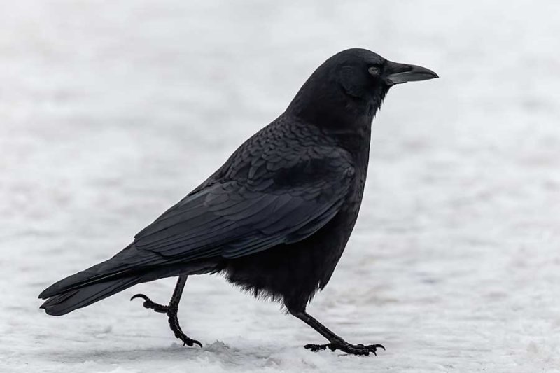 Crow011519.jpg