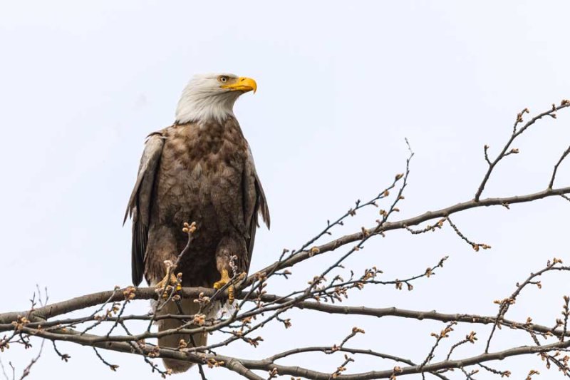 LeucisticBaldEagle022820.jpg