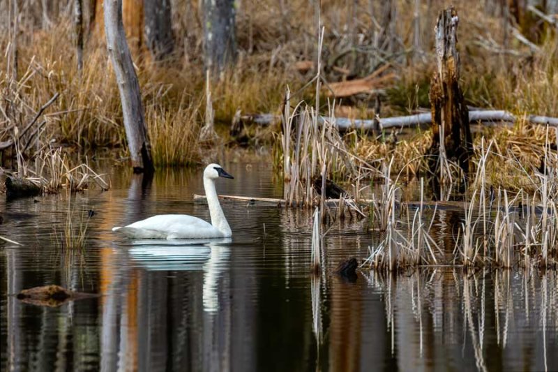 SwanBarnabySlough030520.jpg