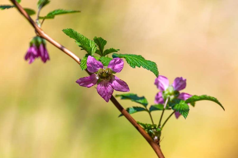 SalmonberryFlowers041120.jpg