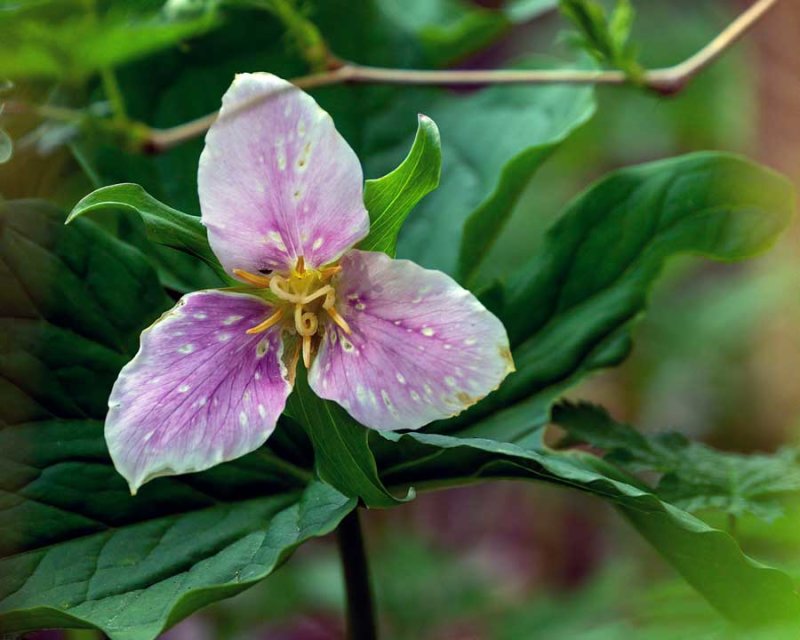 Trillium041620.jpg