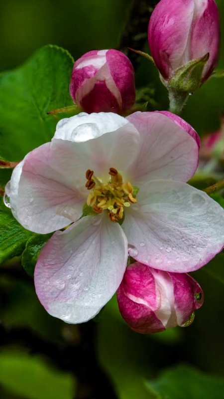 AppleBlossoms050220.jpg