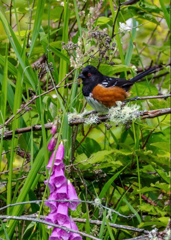 SpottedTowhee062120.jpg