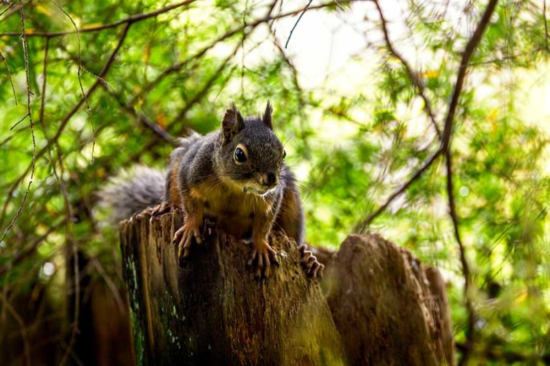 DuglasSquirrel.jpg