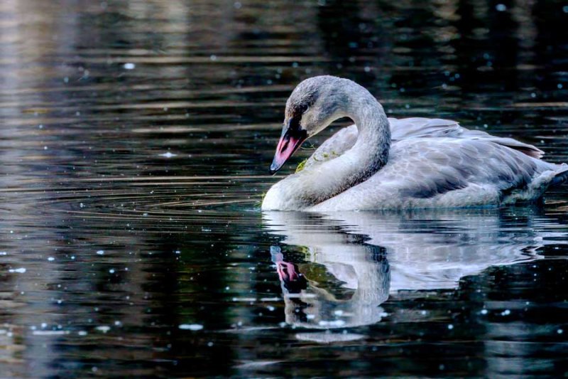 ImmatureTrumpeterSwan120720.jpg