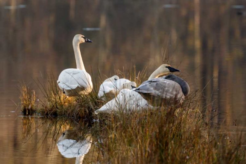 TrumpeterSwansBarnabySlough122820_2.jpg