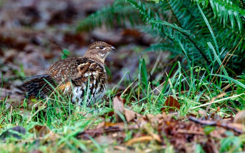 RuffedGrouse010321_2.jpg