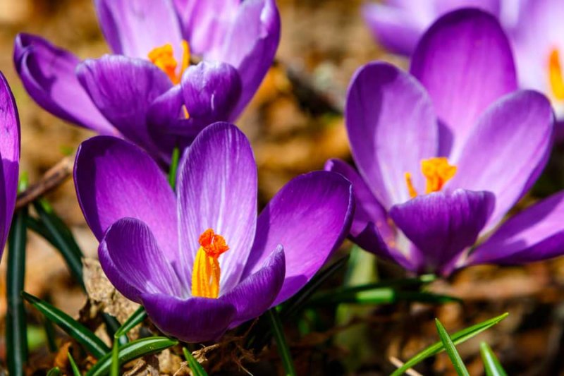 Crocus031221.jpg