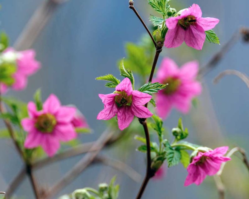 SalmonBerryBlossoms040121.jpg