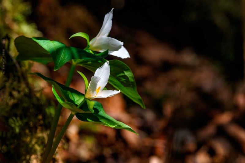 TrilliumRockportStPrk040621_2.jpg