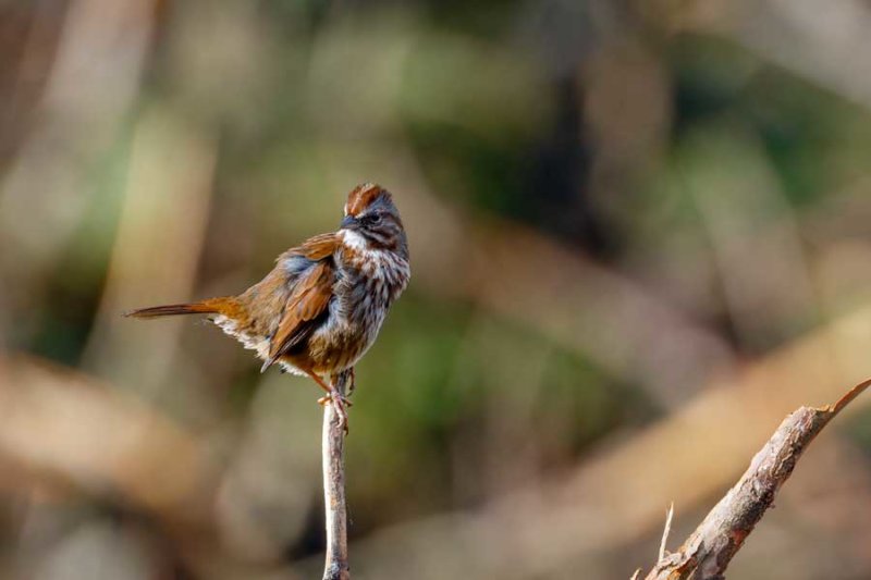 SongSparrow110521.jpg