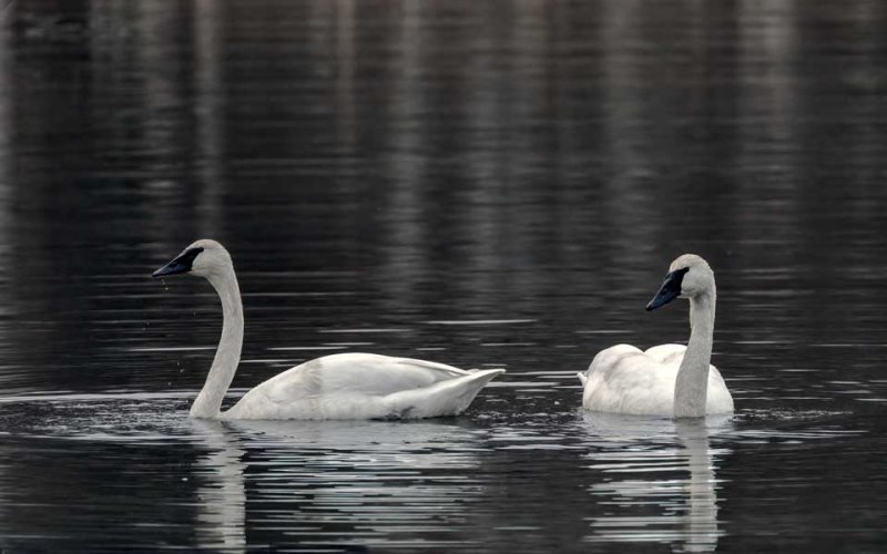 Swans021022.jpg