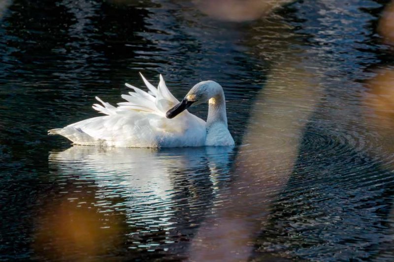 SwanPreening022122_3.jpg