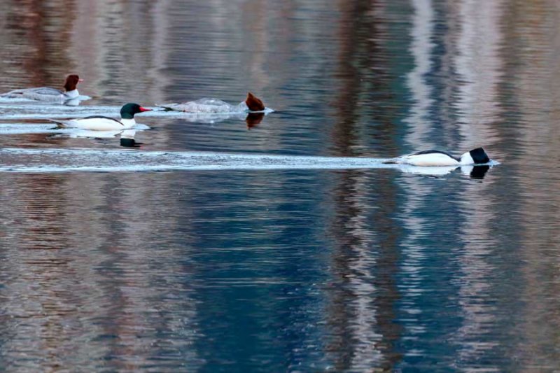 CommonMerganser030122.jpg