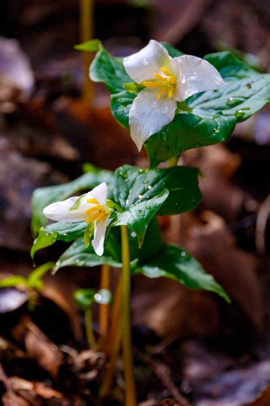 TrilliumRockport032422.jpg