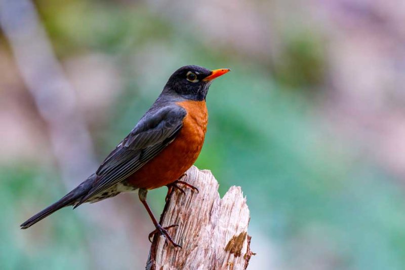 AmericanRobin032522.jpg