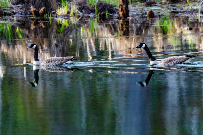 CanadaGeese042222.jpg