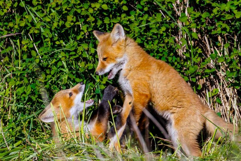 FoxKits051722_14.jpg