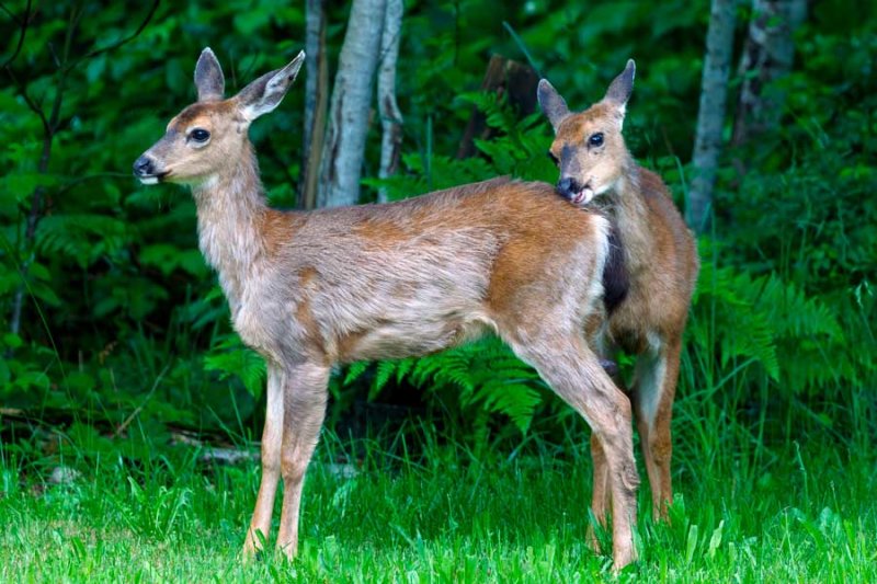 Deer060922.jpg