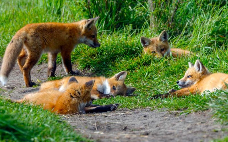 FoxKits051722_24.jpg