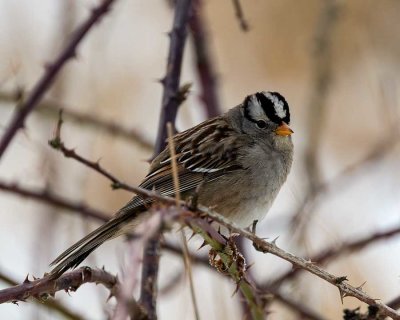 WhiteCrowned-SparrowSamishFlats021019.jpg