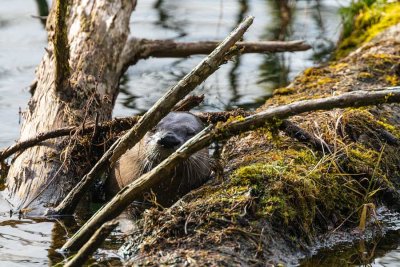 OtterBarnabySlough031019.jpg
