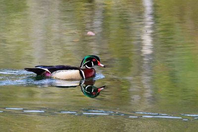 WoodDuck041519.jpg