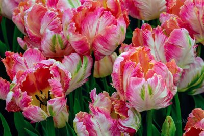 Tulips042619.jpg