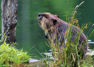 BeaverBarnabySlough070719_1.jpg