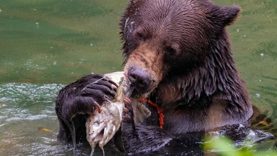 GrizzlyHyderAk091319.jpg