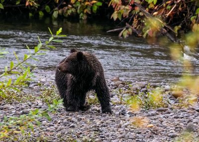 GrizzlyCubMeziadinLkBC_2.jpg