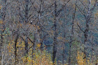 FallCottonWoods.jpg