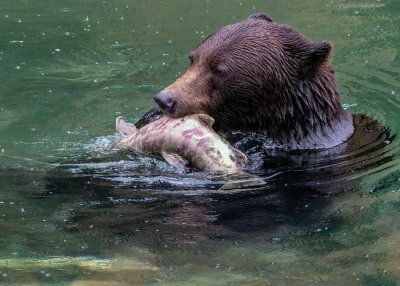 GrizzlyHyderAk091319_13.jpg