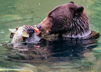 GrizzlyHyderAk091319_9.jpg