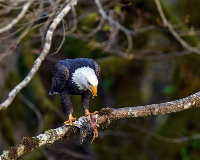 Eagle530Brdg102719.jpg