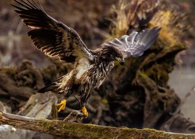 JuvenileEagle110819.jpg