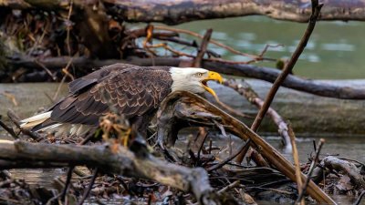 EagleBelow530BrdgRockport122619.jpg