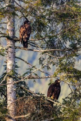2EaglesFirTreeRockport122919.jpg