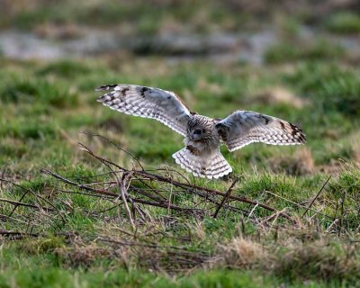 ShortEaredOwlSamishFlats020320_8.jpg