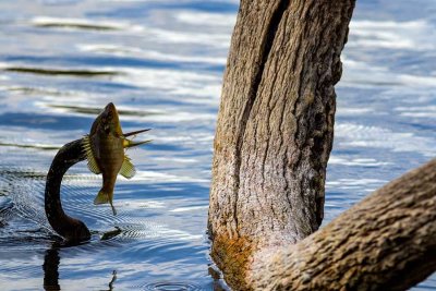 SpearFishingOcala021220.jpg