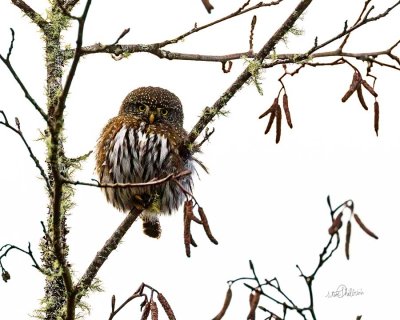 NorthernPigmyOwlRasserPrk031120_2.jpg