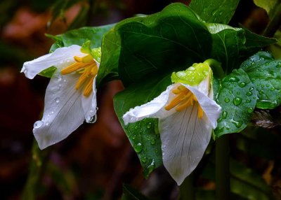 Trilliums032720.jpg