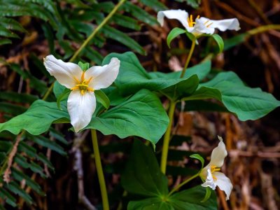 Trilliums041420.jpg